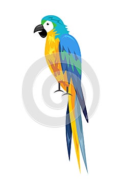Colored parrot ,cartoon bird design