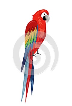 Colored parrot ,cartoon bird design