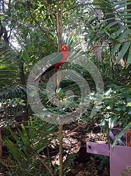 Colored parrot at Taronga Zoo