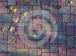 Colored paving slabs with autumn leaves and sun shadows.