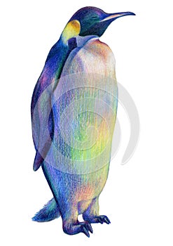 Colored pencils drawing rainbow proud royal penguin