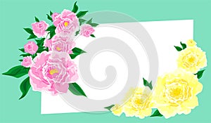 Pink and yellow peons