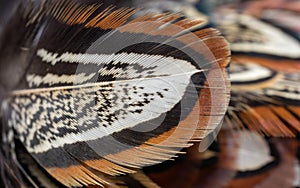 Colored pheasant feathers with a visible texture. background