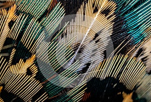 Colored pheasant feathers with a visible texture. background