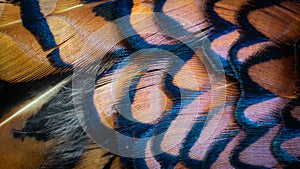 Colored pheasant feathers with a visible texture. background