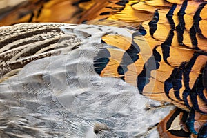 Colored pheasant feathers with a visible texture. background