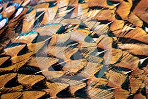 Colored pheasant feathers with a visible texture. background