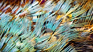 Colored pheasant feathers with a visible texture. background