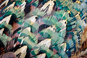 Colored pheasant feathers with a visible texture. background