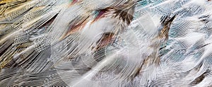 Colored pheasant feathers with a visible texture. background