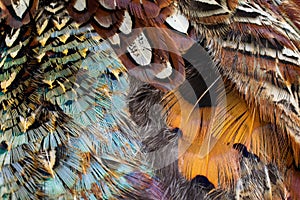 Colored pheasant feathers with a visible texture. background