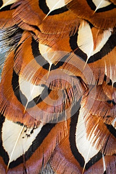 Colored pheasant feathers with a visible texture. background