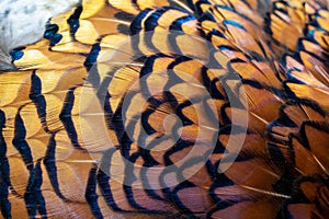 Colored pheasant feathers with a visible texture. background