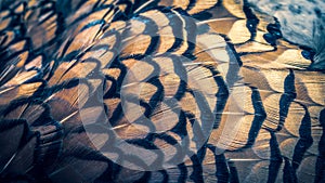 Colored pheasant feathers with a visible texture. background