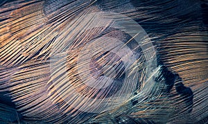 Colored pheasant feathers with a visible texture. background