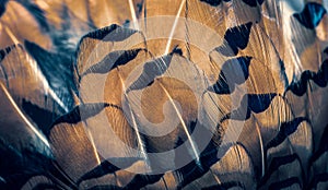 Colored pheasant feathers with a visible texture. background