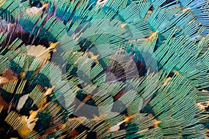 Colored pheasant feathers with a visible texture. background