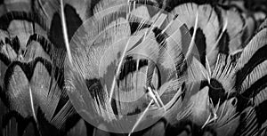 Colored pheasant feathers with a visible texture. background