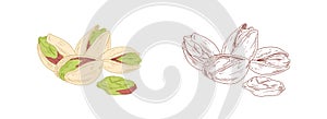 Colored pistachio and unpainted outlined sketch of pistaches. Peeled and unopened nut fruits. Hand-drawn vector