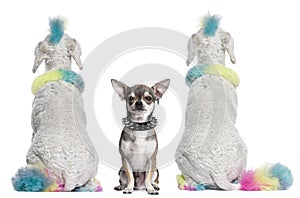Colored poodles with mohawks and Chihuahua