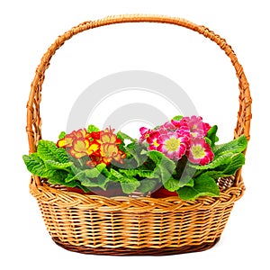 Colored primroses in the basket