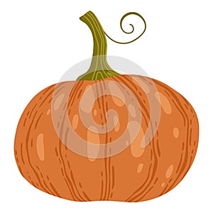 Colored pumpkin hand drawn vector graphic illustration. Colorful drawing autumn vegetable whole, slice and halves