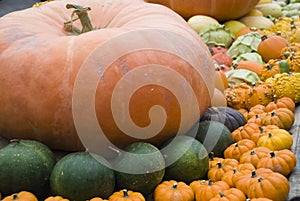Colored Pumpkins