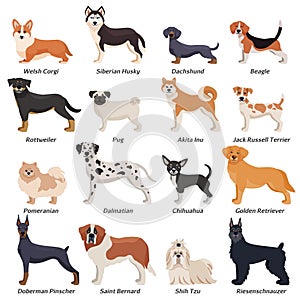 Colored Purebred Dogs Icon Set