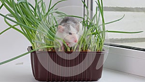 A colored rat sits in a pot with homemade onions. Mouse in seedlings. Rodent on a white sill near the window