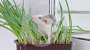 A colored rat sits in a pot with homemade onions. Mouse in seedlings. Rodent on a white sill near the window