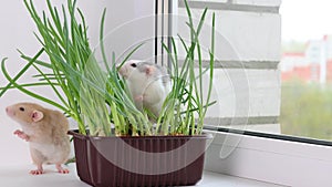 A colored rat sits in a pot with homemade onions. Mouse in seedlings. Rodent on a white sill near the window