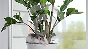 A colored rat sits in a pot with a houseplant. Mouse in Zamioculcas leaves. Rodent on a white sill near the window