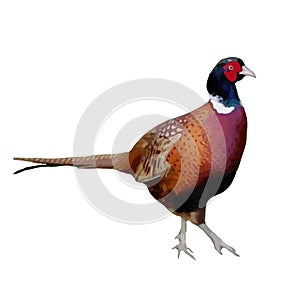 The colored vector illustration of pheasant walking on ground  in white background