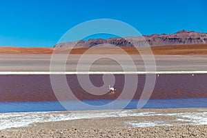 Colored Red Altiplanic Lagoon, a shallow saline lake in the southwest of the Altiplano of Bolivia