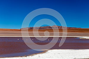 Colored Red Altiplanic Lagoon, a shallow saline lake in the southwest of the Altiplano of Bolivia