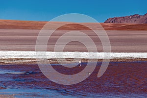 Colored Red Altiplanic Lagoon, a shallow saline lake in the southwest of the Altiplano of Bolivia