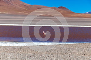 Colored Red Altiplanic Lagoon, a shallow saline lake in the southwest of the Altiplano of Bolivia