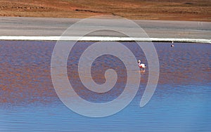 Colored Red Altiplanic Lagoon, a shallow saline lake in the southwest of the Altiplano of Bolivia