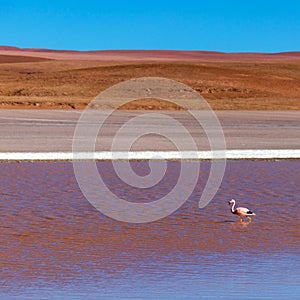 Colored Red Altiplanic Lagoon, a shallow saline lake in the southwest of the Altiplano of Bolivia