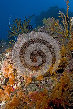 Colored Reef, Indian Ocean, Maldives