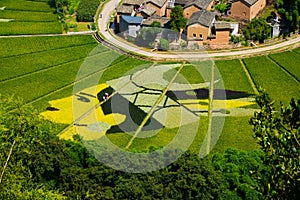 Colored rice fields in Hewan Village, Yiliang