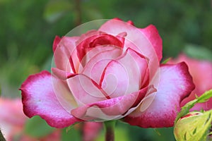 A colored rose shimmering in several colors