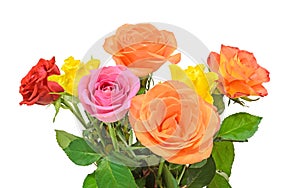 Colored roses flowers, close up, white background