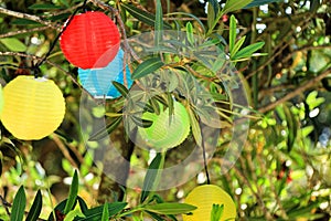 Colored round lanterns hanging on a tree