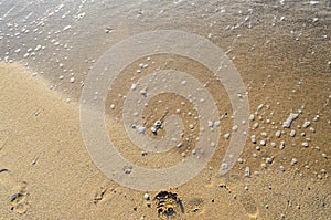 Colored sea shell standing in the golden beach sand, close up