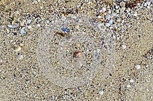 Colored sea shell standing in the golden beach sand near water,