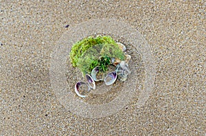 Colored sea shells standing in the golden beach sand near water, green vegetation, close up