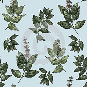 colored seamless pattern with mint branches, flowers and leaves