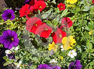 Colored Seaside petunia flowers. Calibrachoa parviflora photo