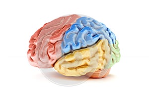 Colored sections of a human brain photo